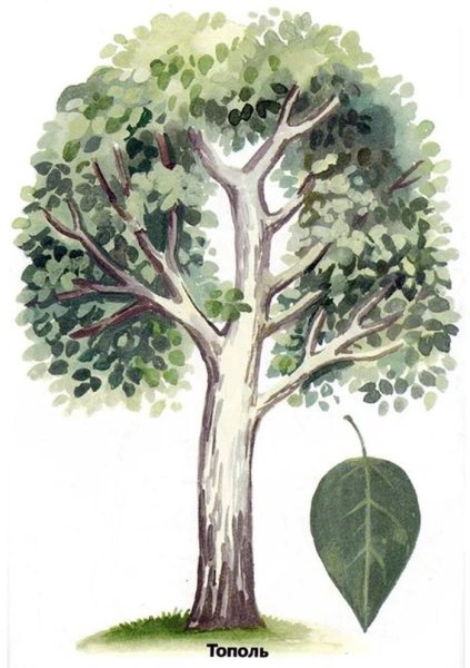 Паспорт дерева Тополь