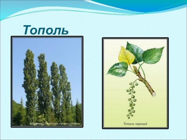 Тополь раскраска для детей