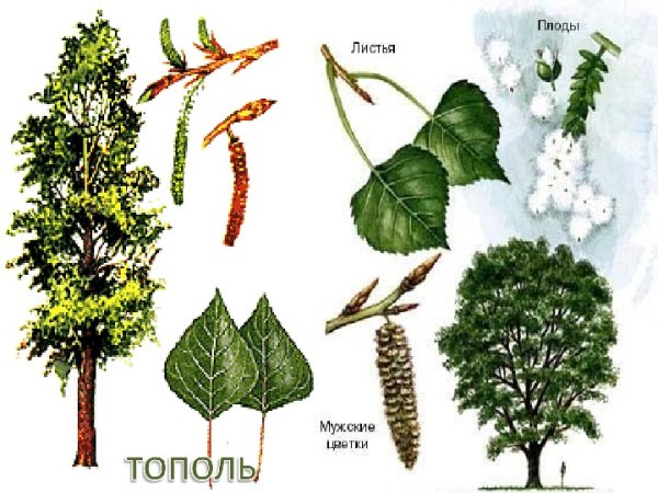 Тополь карандашом