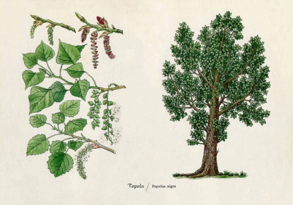 Форма кроны тополя