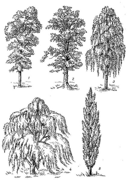 Тополь это лиственное дерево