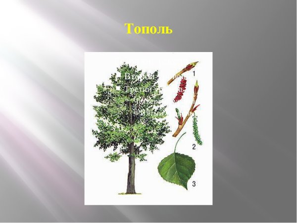 Береза Тополь осина