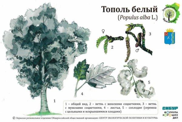 Распознаватель деревьев