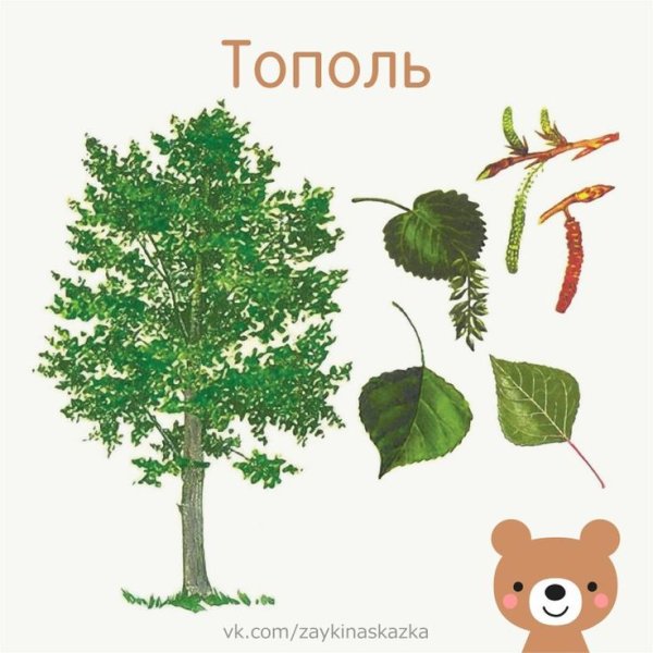 Тополь белый плод лист крона