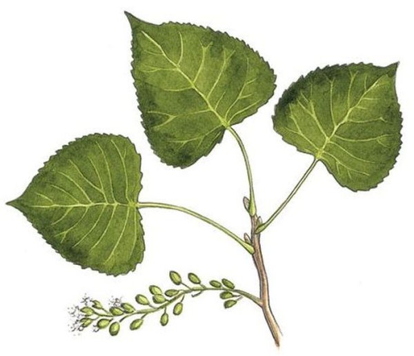 Тополь черный строение