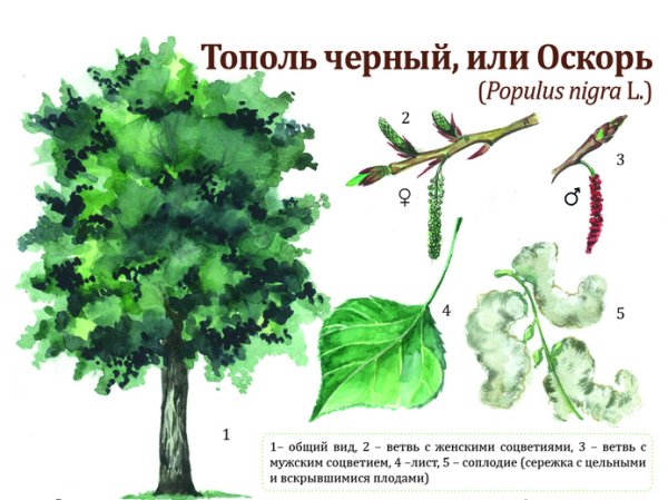 Дерево для детей