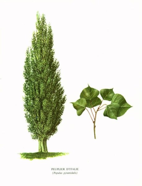 Нарисовать дерево Тополь