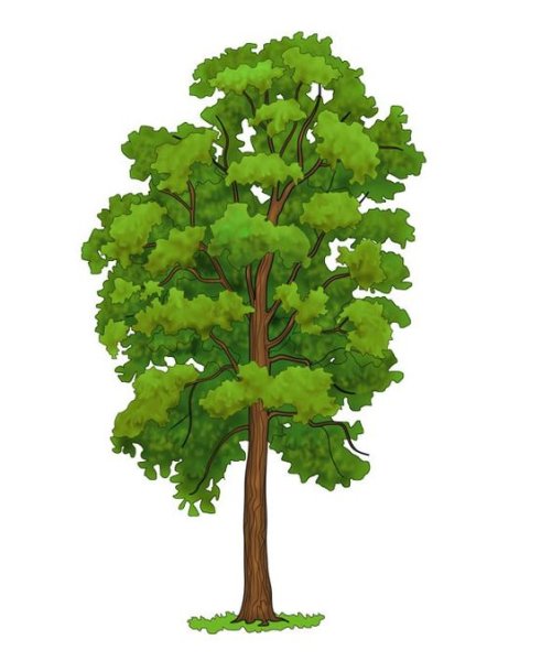 Береза повислая плод