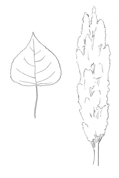 Дерево Тополь дерево Тополь листья