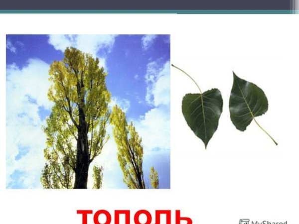 Лиственные деревья береза