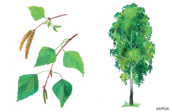 Берёза бородавчатая (Betula verrucosa)