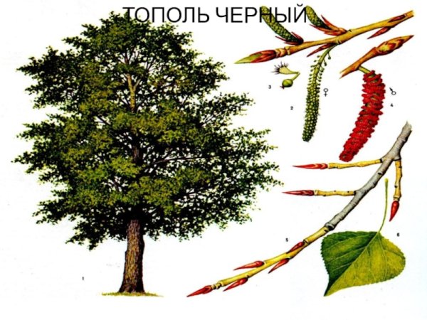 Раскраска Тополь дерево