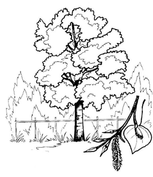 Осина дерево лист плод