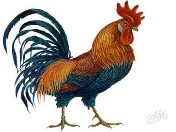 Петух рисунок для детей