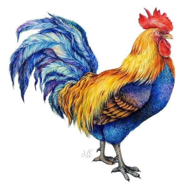 Петушок картинки для детей