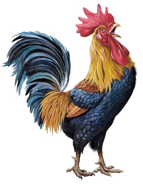 Петух цветными карандашами