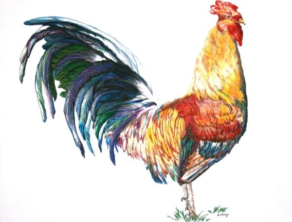 Петушок разноцветный детский