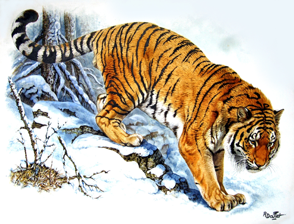 Роберт Даллет тигр