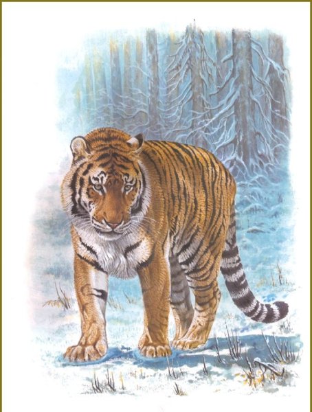 Уссурийский Амурский тигр рисунок