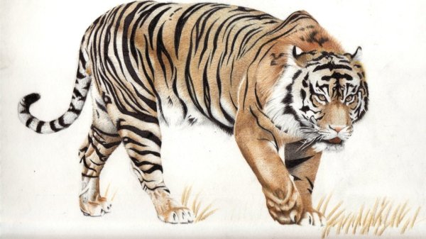 Тигр нарисовать