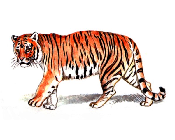 Амурский тигр