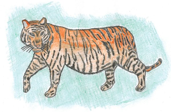 Уссурийский Амурский тигр рисунок