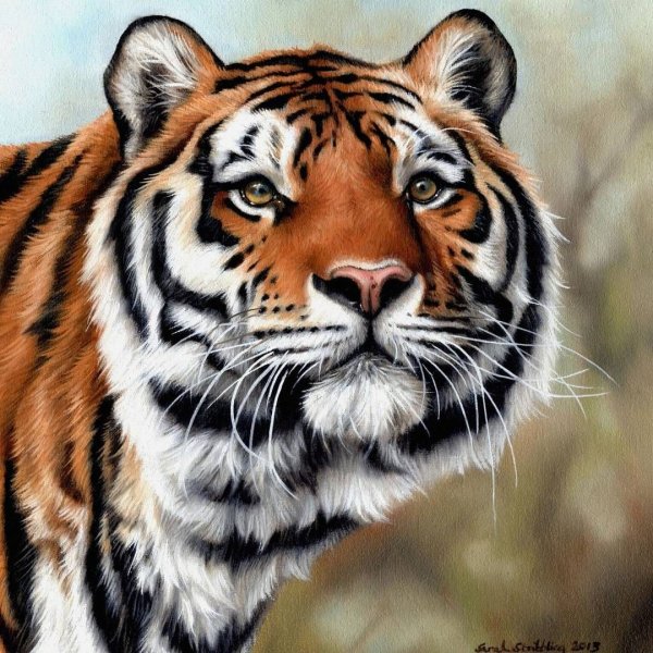 Уссурийский Амурский тигр рисунок