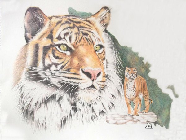 Амурский тигр Графика