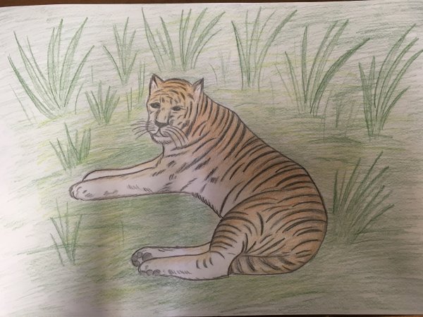 Рисунок Уссурийского тигра