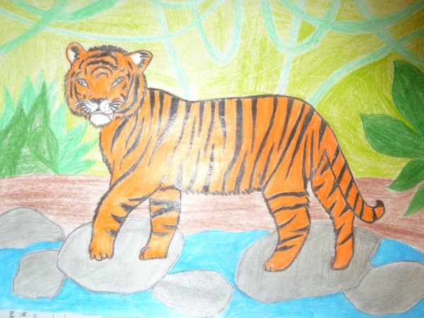 Рисунок Амурского тигра