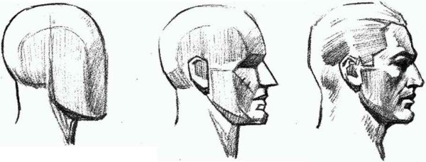 Профиль лица сбоку пропорции