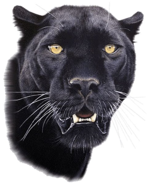 Пантера эскиз