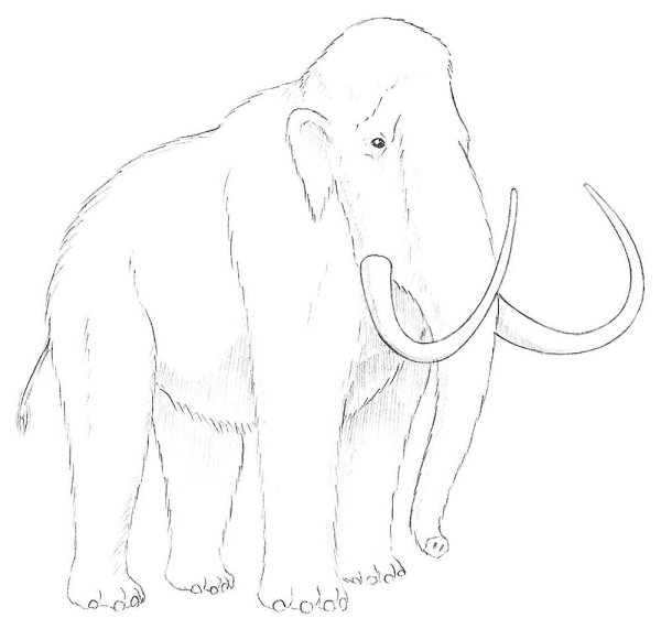 Мамонт карандашом