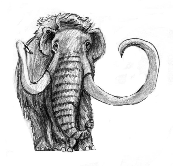 Мамонт эскиз