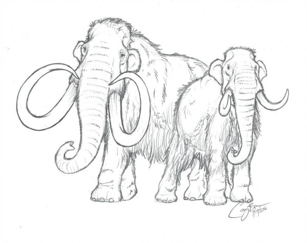 Мамонт спереди