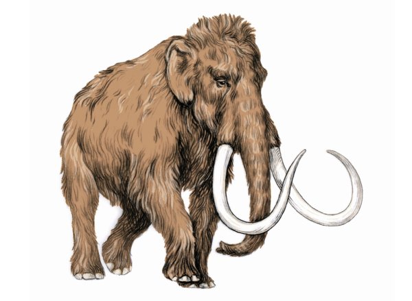 Нарисовать мамонта