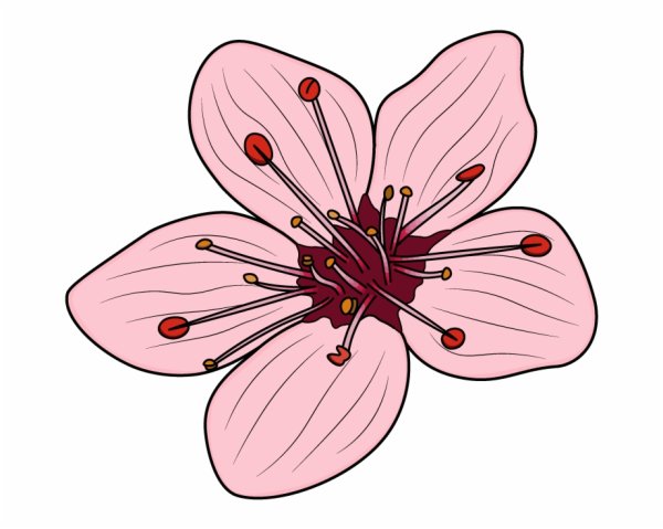 Сакура цветы иллюстрация