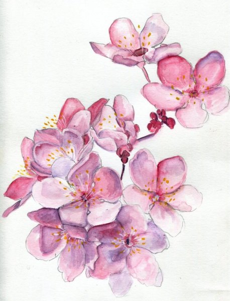 Цветы Сакуры Aquarel