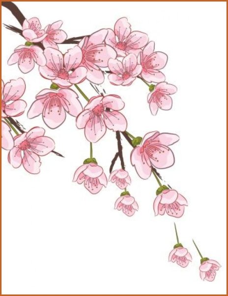 Ветка Сакуры цветными карандашами
