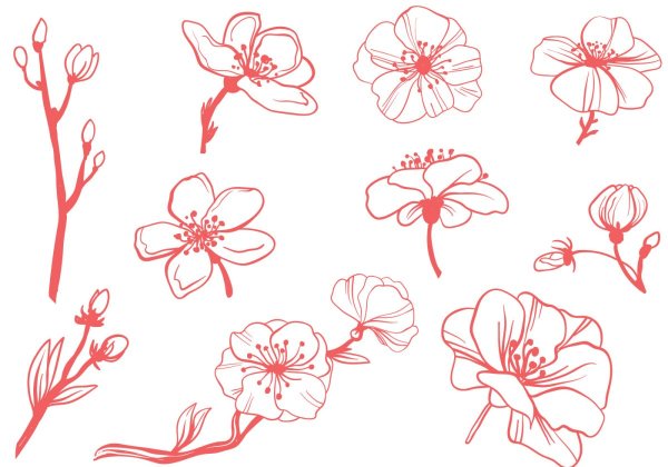 Цветы референс