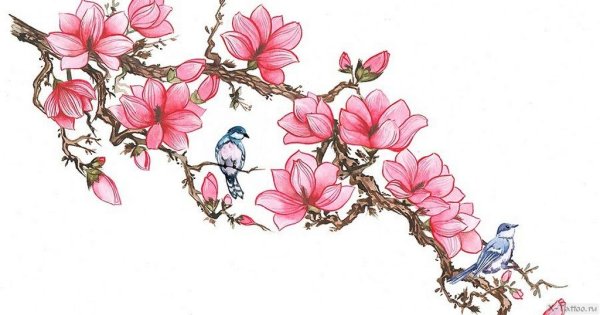 Сакура рисунок