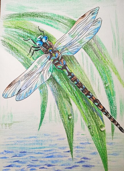 Стрекоза карандашом
