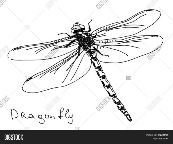 Зарисовка Стрекоза схематично
