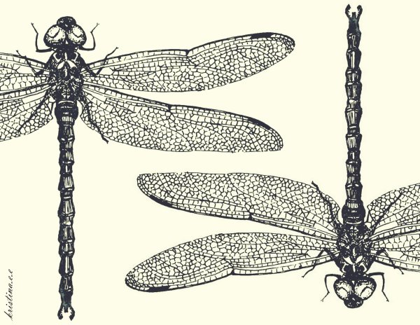 Стрекоза Графика