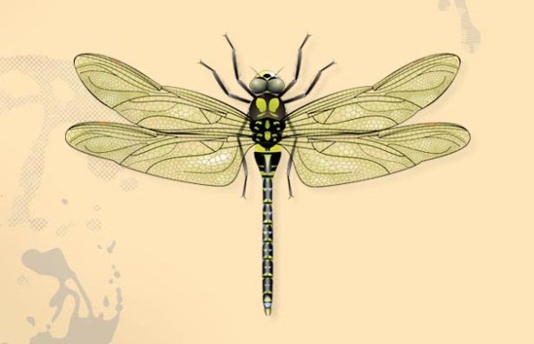 Стрекозы представители рисунок
