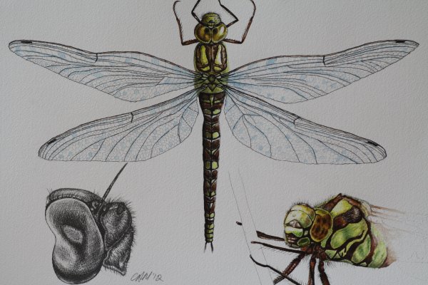 Стрекоза зарисовка