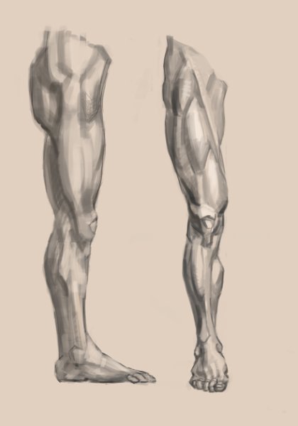 Мышцы стопы Экорше