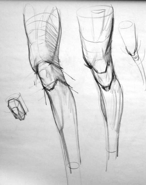 Рыжкин анатомия конечностей