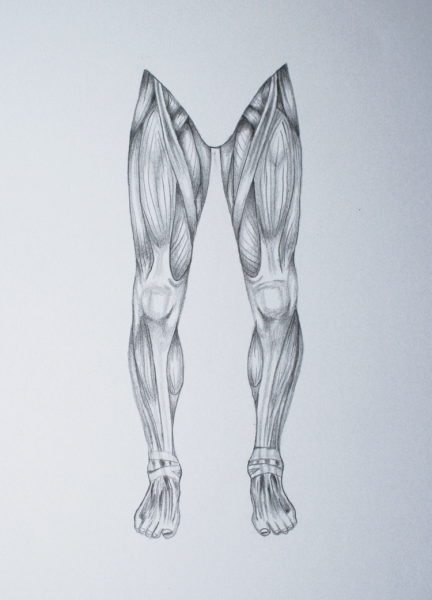 Зарисовки мышц ног