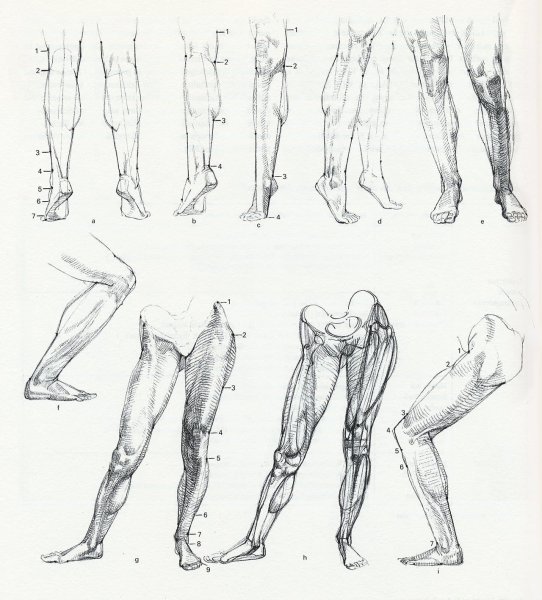 Мышцы голени Баммес